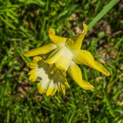 Daffodil Meadow