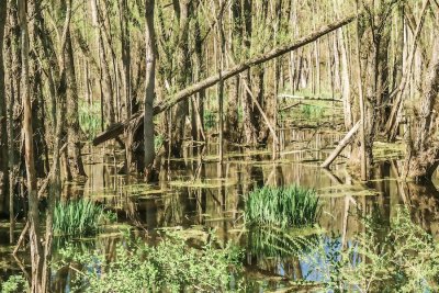 swamp