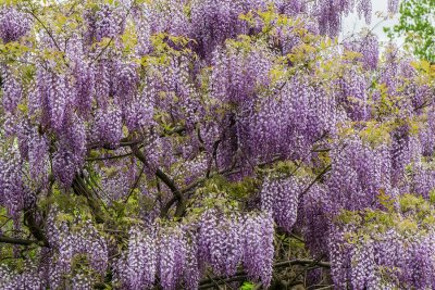 Wisteria