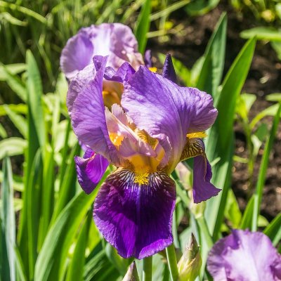 Iris