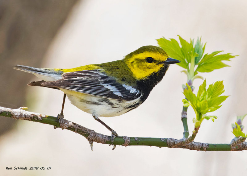 Black-throated Green Warbler