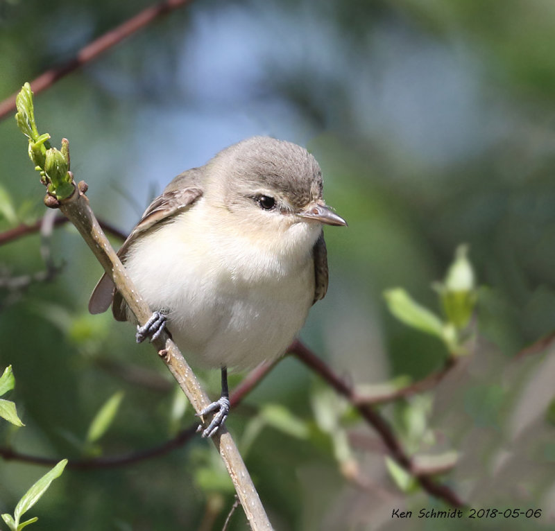 Warbling Vireo