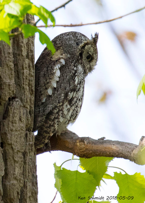 Eastern Screech Owl