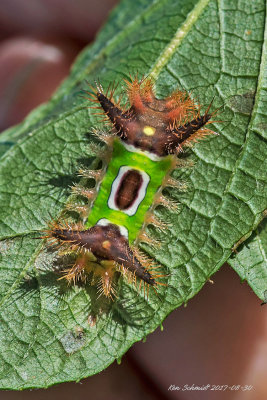 Saddleback Moth ,Caterpillar