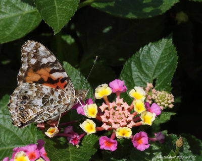 Painted Lady