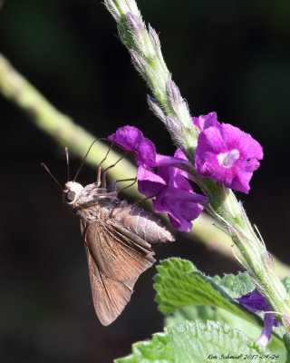 Ocola Skipper