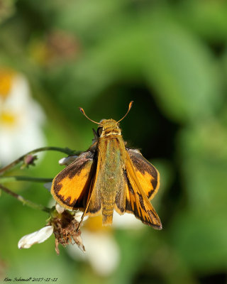 Fiery Skipper,male