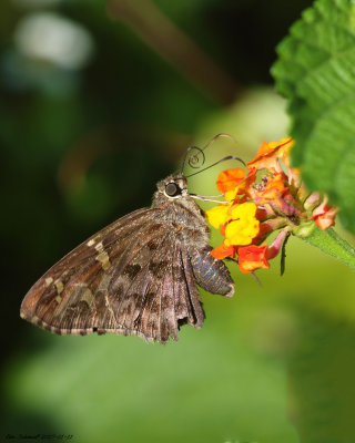 Dorantes Skipper