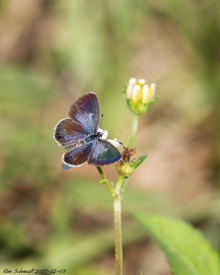 Ceraunus Blue