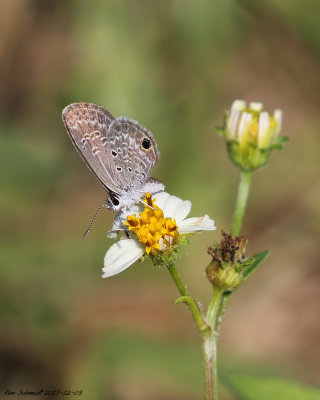 Ceraunus Blue