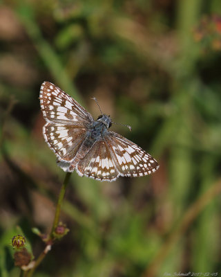 White Checkered Skipper