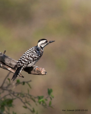 Female Ladder-Backed Woodpecker