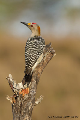 Male Golden-fronted Woodpecker