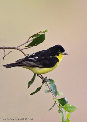 Black-backed male Lesser Goldfinch