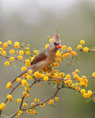 female Northern Cardinal