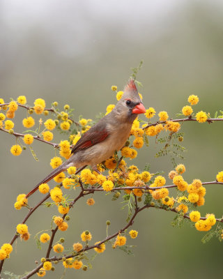 female Northern Cardinal