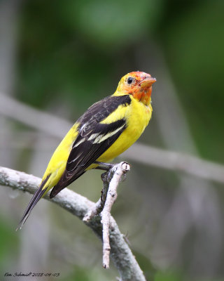 Western Tanager, Mead Gardens,Winter Park,FL