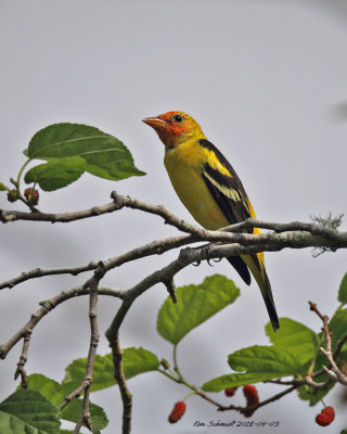 Western Tanager-, Mead Gardens,Winter Park,FL
