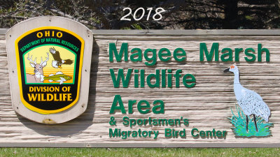 Magee-Marsh-Ohio