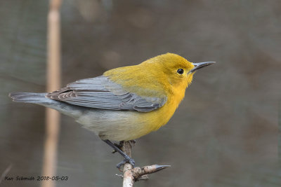 female Prothonotary Warbler