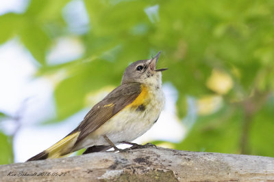 Young Male American Redstart