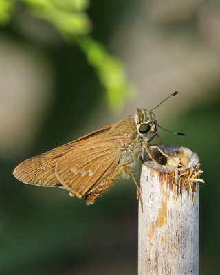 Brazilian Skipper