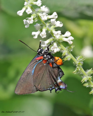 female Great Purple Hairstreak