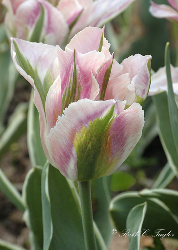 Pink Parrot Tulip