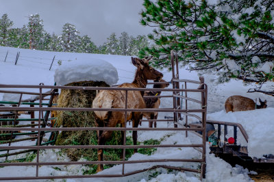 heavy snow 36.5 inches 