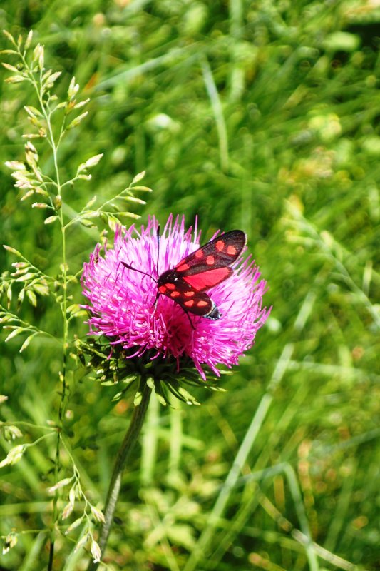 Butterfly on thistle