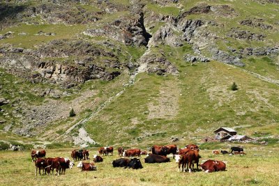 Herd of cows