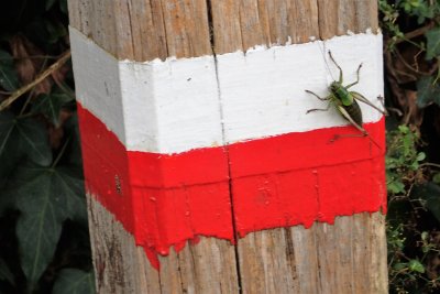 Pole with grasshopper