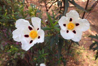 Laudanum flowers