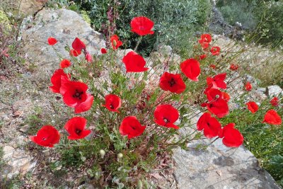 Poppies on the rocks