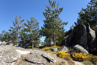 Rocks and trees