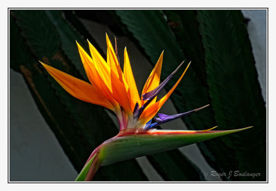 One of many Bird Of Paradise flowers