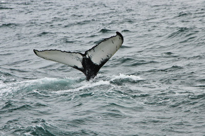 ICELAND : Whales and more
