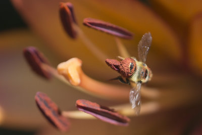 Flying fish-eye