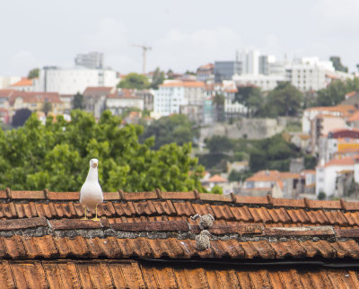 056-Opporto-06-8-14.jpg