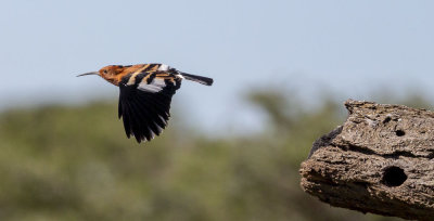 Birds of Tanzania