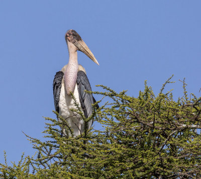 087 - Birds.jpg