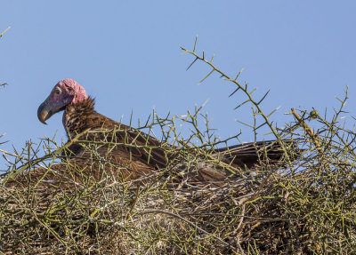 088 - Birds.jpg
