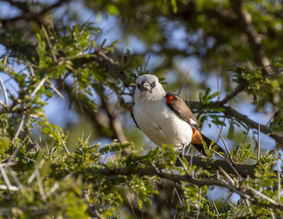 089 - Birds.jpg