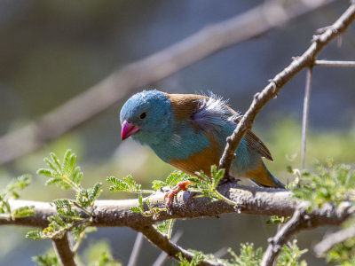 091 - Birds.jpg