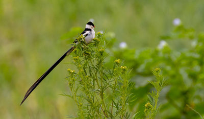 109 - Birds.jpg