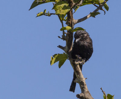 013 - Birds.jpg