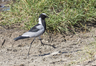 057 - Birds.jpg