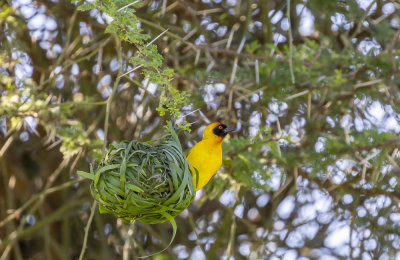 068 - Birds.jpg