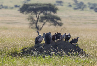 078 - Birds.jpg