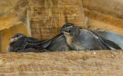 093 - Birds.jpg